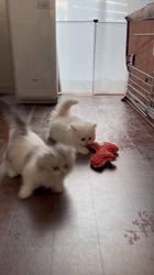 木村あゆみブリーダーのブログ：ミヌエットの男の子💕