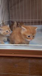 木村あゆみブリーダーのブログ：マンチカンの子猫たち💕