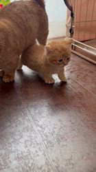 木村あゆみブリーダーのブログ：アカンがな💦