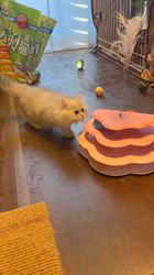 木村あゆみブリーダーのブログ：新しくお迎えしました💕