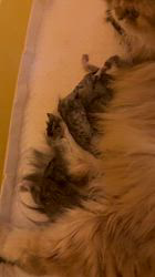 木村あゆみブリーダーのブログ：出産しました💕