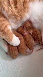 木村あゆみブリーダーのブログ：出産しました💕