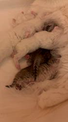 木村あゆみブリーダーのブログ：ミヌエットの子猫たち💕
