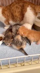 木村あゆみブリーダーのブログ：戸惑いの子猫たち💕