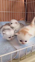 木村あゆみブリーダーのブログ：ミヌエットの子猫たち💕