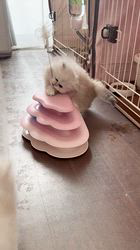 木村あゆみブリーダーのブログ：ペルシャの子猫たち💕