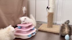 のブログ：兄妹たち💕