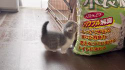 木村あゆみブリーダーのブログ：初、お外の世界💕