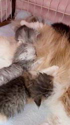 木村あゆみブリーダーのブログ：ミヌエットの子猫たち💕