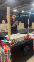 澤近美帆ブリーダーのブログ：🩵Best Kitten@All Breed🩵