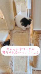 岡大一郎ブリーダーのブログ：キャットタワーもお手の物？