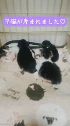 岡大一郎ブリーダーのブログ：赤ちゃんが生まれてます😸