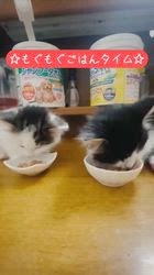 岡大一郎ブリーダーのブログ：仲良くもぐもぐたいむ😸