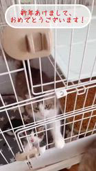 岡大一郎ブリーダーのブログ：4兄妹も元気にお正月を迎えました🐱