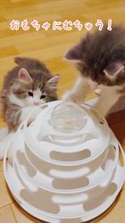 のブログ：🐾新しい家族を募集中です🐾