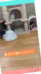 岡大一郎ブリーダーのブログ：いつも仲良し😸