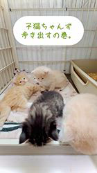 のブログ：赤ちゃん産まれてます🐱