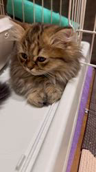 小橋川共也ブリーダーのブログ：眠そうな短足ちゃん