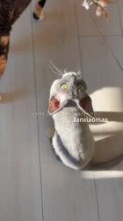 矢澤憲治ブリーダーのブログ：うちの種猫たち🐱✨