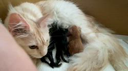 尾崎玲子ブリーダーのブログ:メインクーンベビーが産まれました❣️