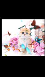 赤石加奈子ブリーダーのブログ：funnyちゃん