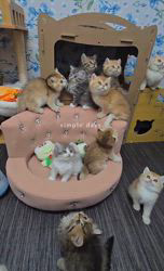 赤石加奈子ブリーダーのブログ：子猫