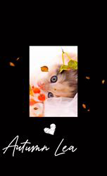 赤石加奈子ブリーダーのブログ：🍁🍂ラガマフィン