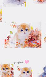 赤石加奈子ブリーダーのブログ：子猫