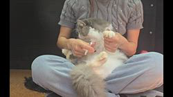 赤石加奈子ブリーダーのブログ:爪切りブラッシング