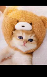 赤石加奈子ブリーダーのブログ:ゴールドブリティッシュ🧸