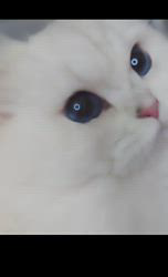 赤石加奈子ブリーダーのブログ：宝石瞳💎シルバーブリティッシュロングヘア‎🤍