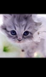 赤石加奈子ブリーダーのブログ：ラガマフィン