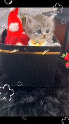 赤石加奈子ブリーダーのブログ：ラガマフィン🎅🏻´-