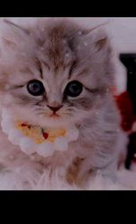 赤石加奈子ブリーダーのブログ：ラガマフィン