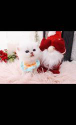 赤石加奈子ブリーダーのブログ：サファイアブルーの瞳💎💙