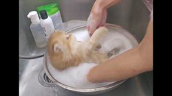 赤石加奈子ブリーダーのブログ：シャンプーもふもふ