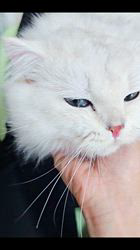 赤石加奈子ブリーダーのブログ：甘える🤗みぞれ❤️