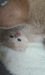 赤石加奈子ブリーダーのブログ：ブルーゴールドブリティッシュ🧸