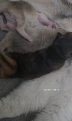 赤石加奈子ブリーダーのブログ：赤ちゃん🧸