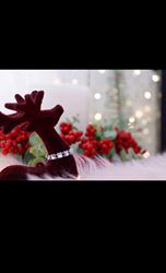 赤石加奈子ブリーダーのブログ：ラガマフィン  ゴールドブリティッシュ