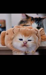 赤石加奈子ブリーダーのブログ：可愛いたい焼き