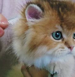 赤石加奈子ブリーダーのブログ：ゴールドブリティッシュロングヘア🧸