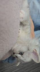 赤石加奈子ブリーダーのブログ：(〃´o｀)ﾌｩ癒される︎💕︎