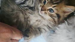 赤石加奈子ブリーダーのブログ：ラガマフィン