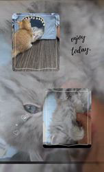 赤石加奈子ブリーダーのブログ：ラガマフィン