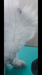 赤石加奈子ブリーダーのブログ：ドライヤー強風🌀