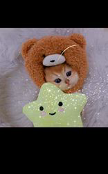 赤石加奈子ブリーダーのブログ：ゴールドブリティッシュ🧸