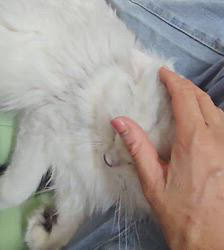 赤石加奈子ブリーダーのブログ：いつも一緒な🐻‍❄️みぞれ