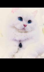 赤石加奈子ブリーダーのブログ：シルバーブリティッシュ🐻‍❄️