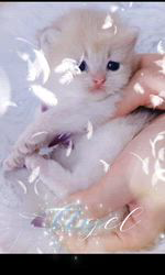 赤石加奈子ブリーダーのブログ：ブルーゴールドブリティッシュ目があいたよ❤️